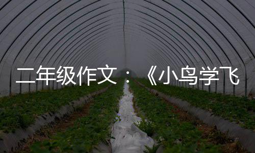二年级作鸟学小文飞翔